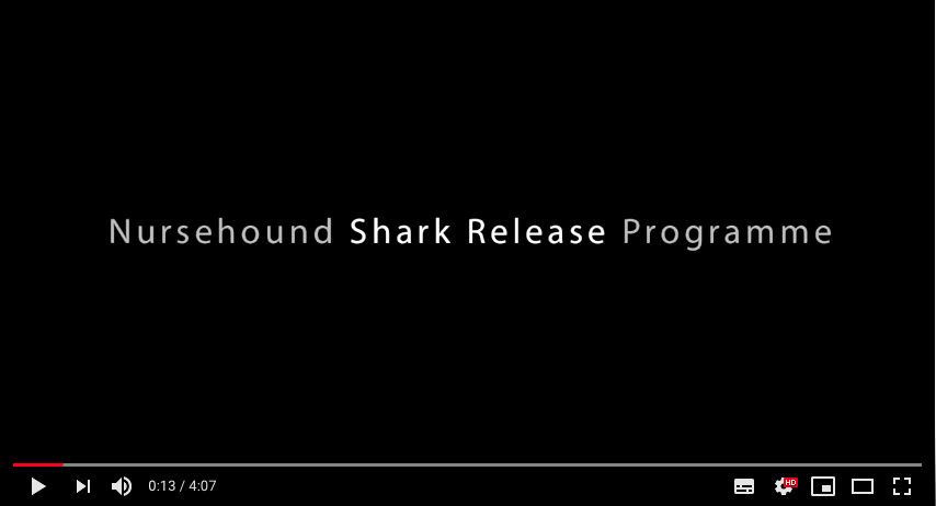 Nursehound Shark Release
